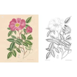 ספר צביעה - הגנים הבוטניים המלכותיים