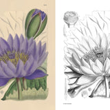 ספר צביעה - הגנים הבוטניים המלכותיים