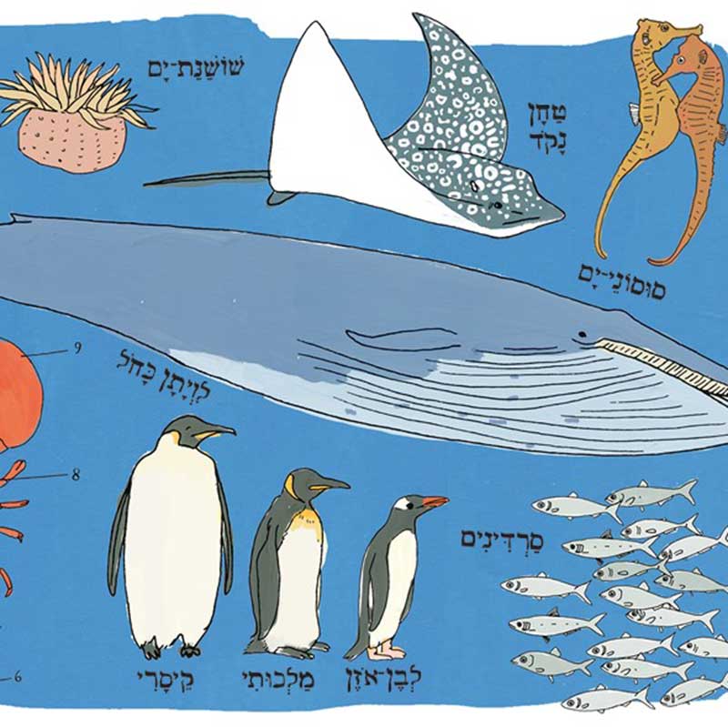 ocean-anatomy-postcard